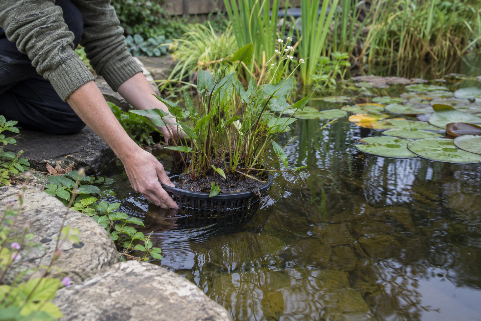 Vijverplanten in een mand op een ondiep vijverplateau plaatsen